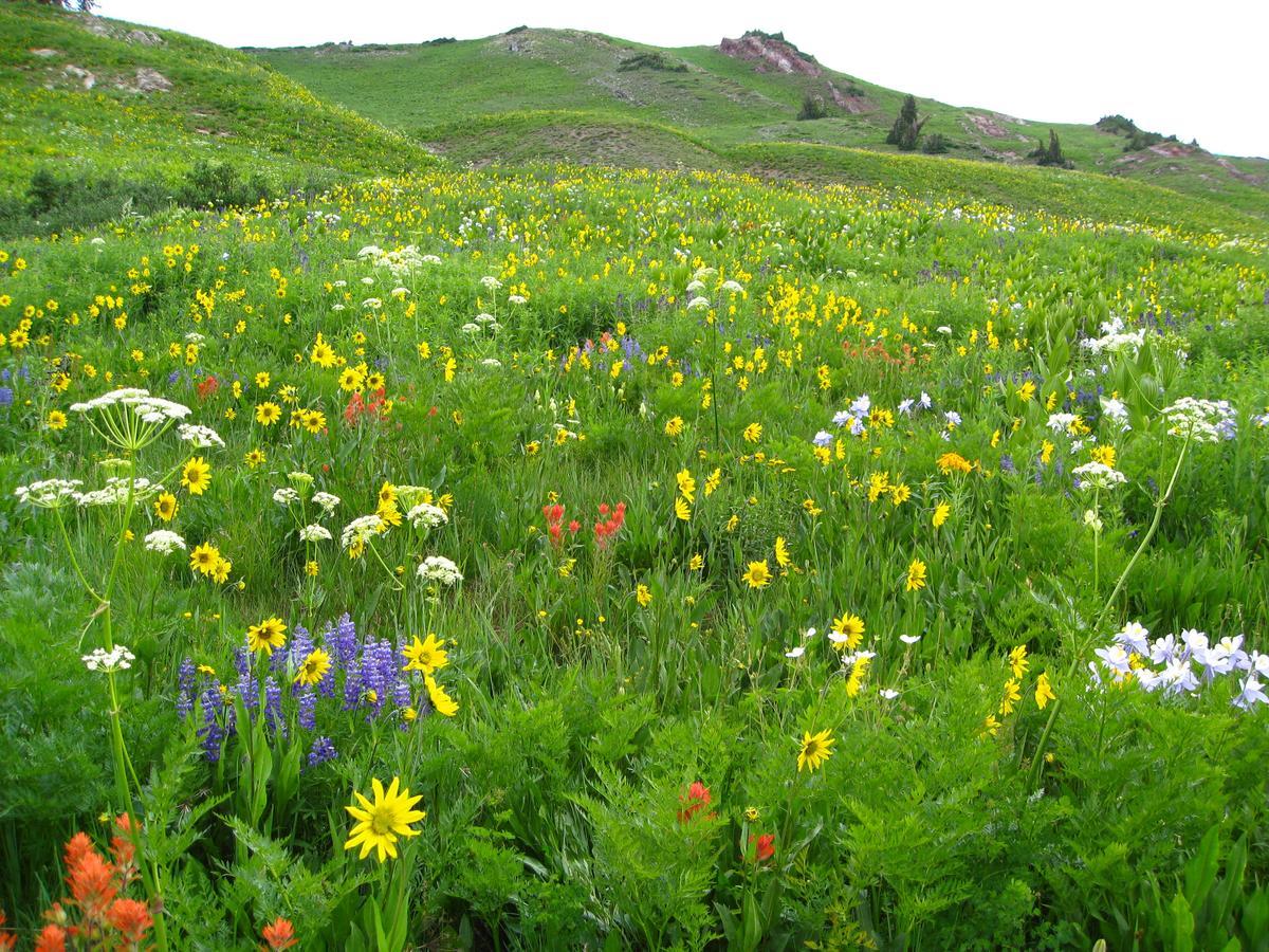 Purple Mountain Bed & Breakfast & Spa Crested Butte Bagian luar foto